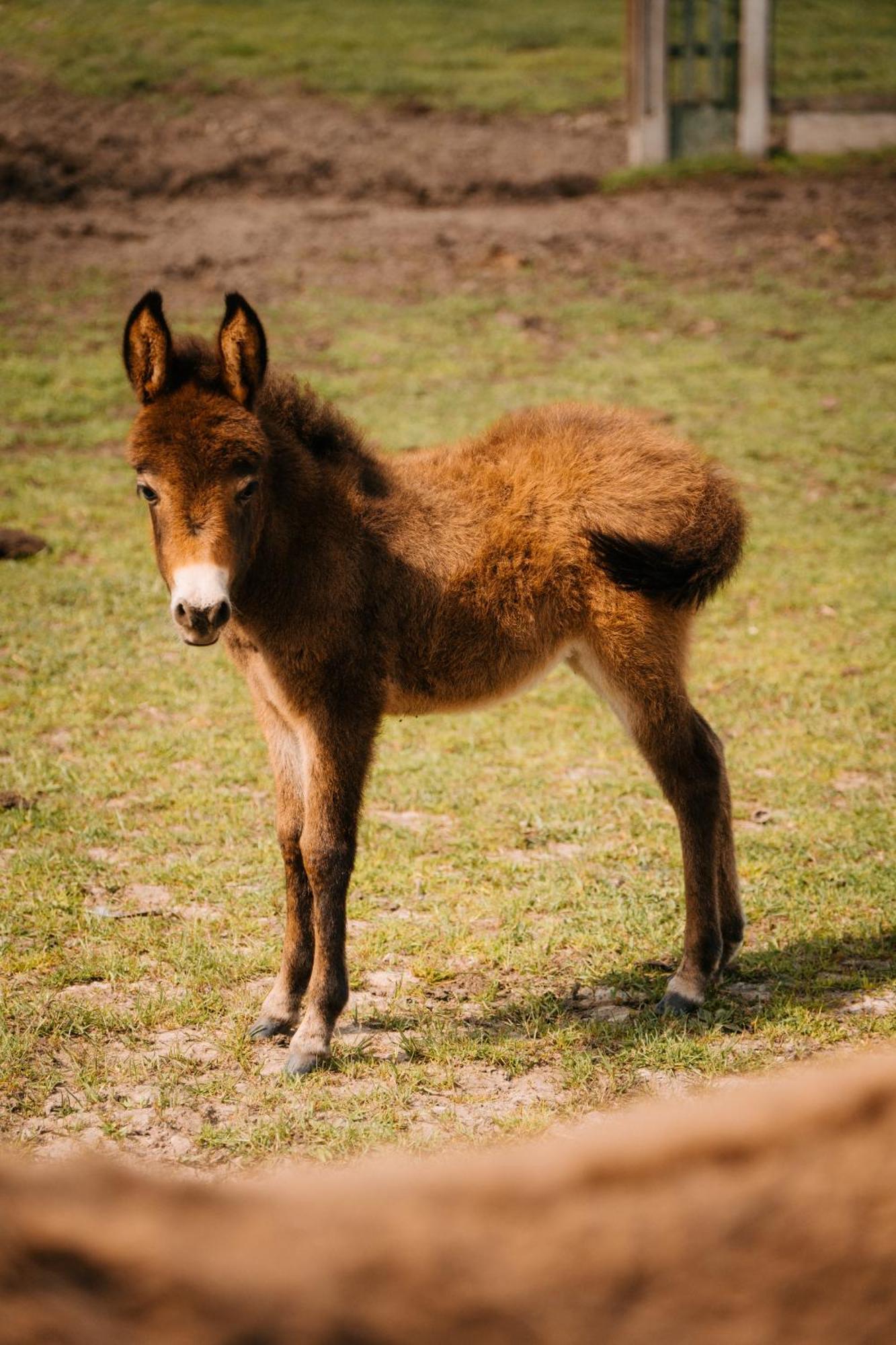 Palac Srodka Chrzypsko Wielkie Esterno foto